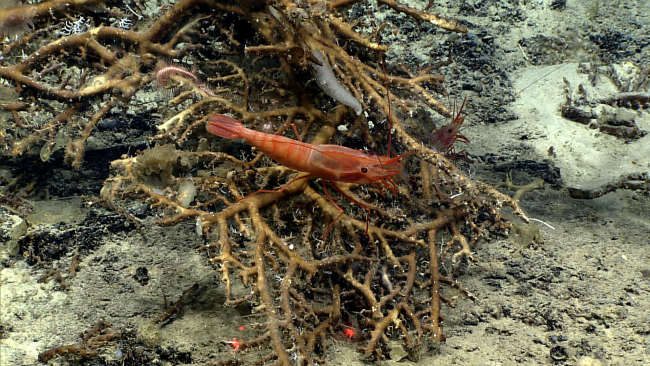 A large reddish shrimp on a dead coral bush