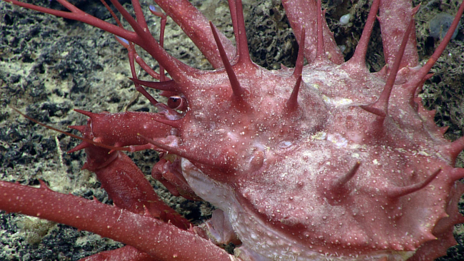 Close-up of large spiky lithodid crab