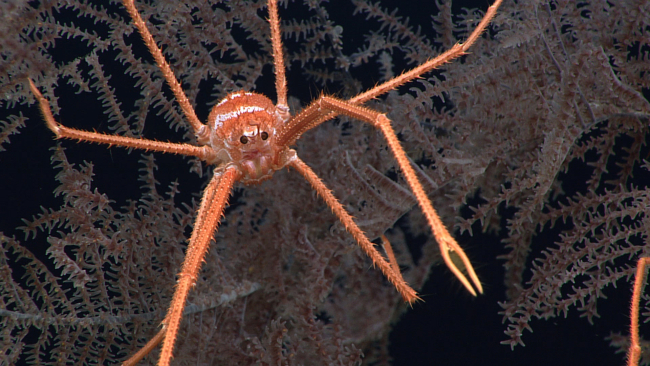 An orange and white squat lobster on a black coral bush