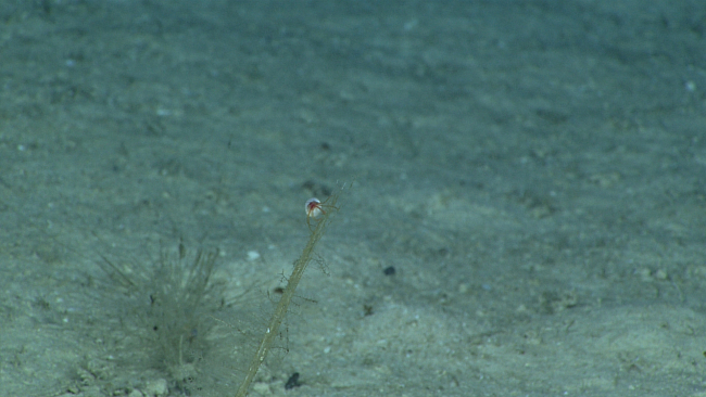 A hermit crab on the stalk of a dead sponge