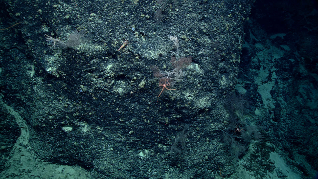 Two squat lobsters can be seen on black coral bushes and a large shrimp, allon this rock face