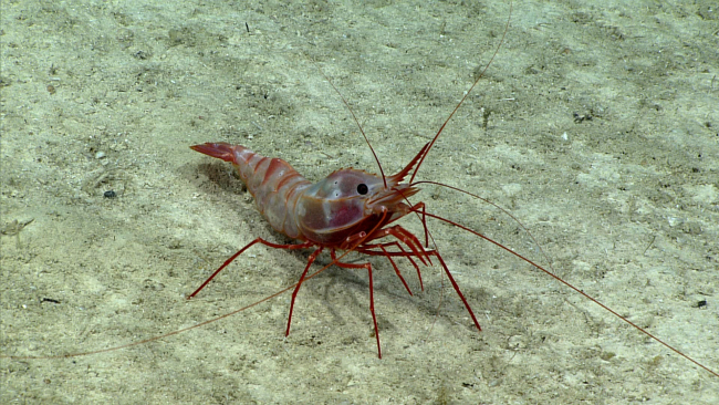 A large shrimp, Heterocarpus ensifer, the armed nylon shrimp