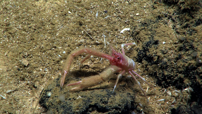 A pink and white squat lobster with dirty appearing chelae