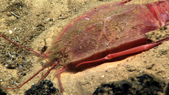 A strange appearing reddish pink crustacean half buried in sediment