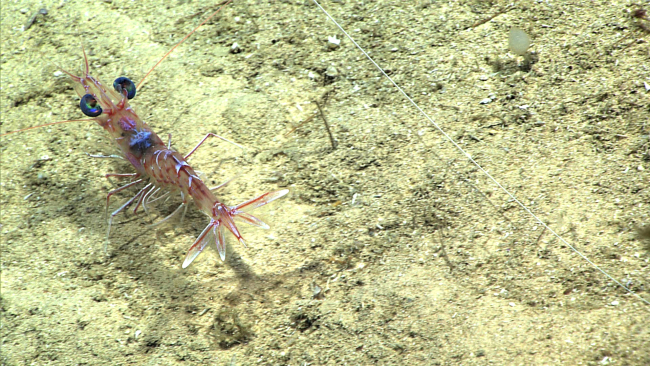 A colorful shrimp with its tail fanned out