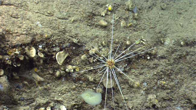 Sea urchin with very long barbed spines and a central yellowish test