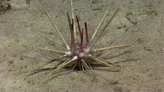 Urchin similar in appearance to image expn3668 but having dirty gray spines andbut being white in areas where spines attach to test
