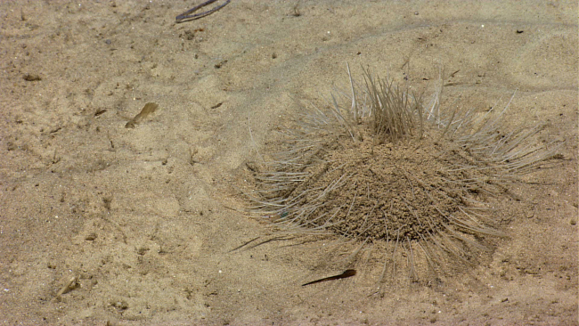 An urchin that has been plowing through a sand bottom