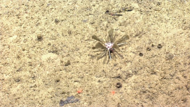 A rare sea-urchin with paddle-like spines