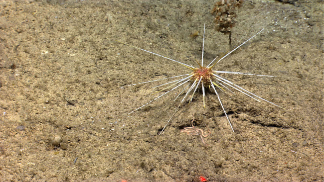 The same species of sea urchin with same coloration as image expn3666