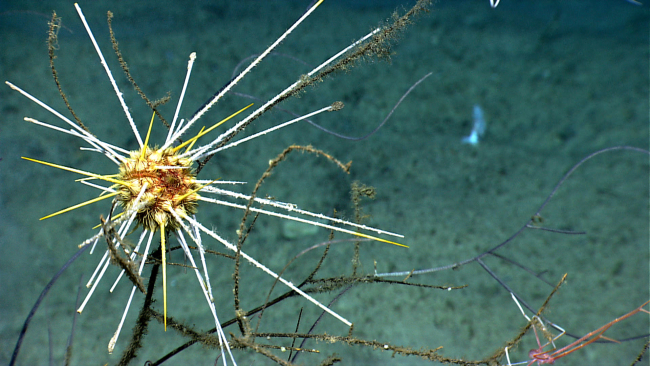 Closeup of the urchin in image expn3675 showing that it is has the barbed spines and same coloration as the urchin in image expn3666