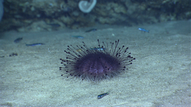 A pancake urchin showing spines with projections at end and tubular feet