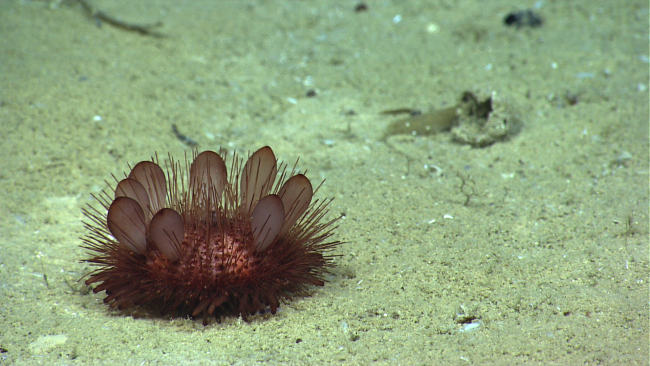 A pancake urchin with eight paddle-like spines