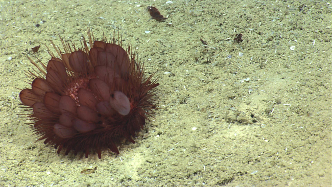 A pancake urchin with twenty-four paddle-like spines visible