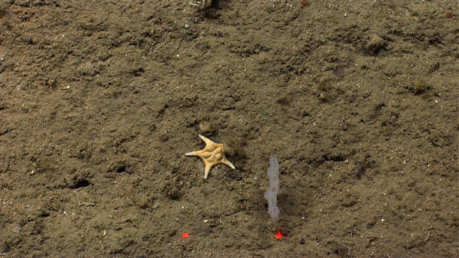 A small orange-white starfish that appears to be a victim of deflategate next to a small glass sponge