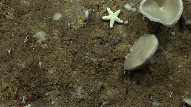 A small white sea star in the midst of sponges