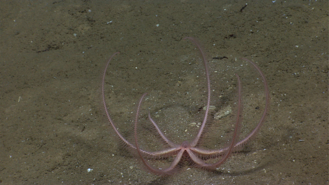 A six-armed pink brisingid starfish on a sediment covered bottom