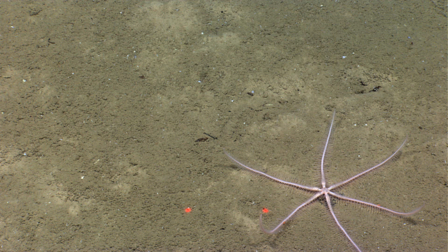 A six-armed pink brisingid starfish on a sediment covered bottom