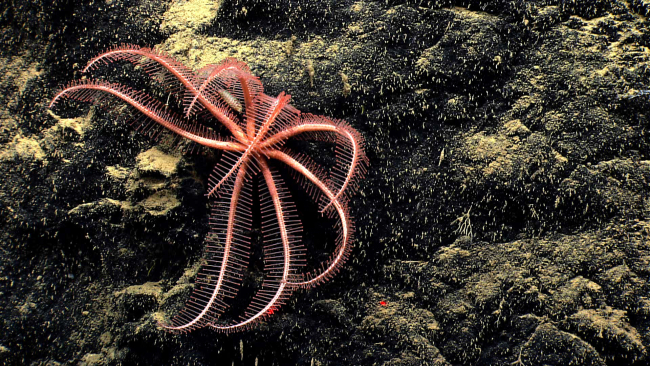 Pinkish red eight-legged brisingid starfish