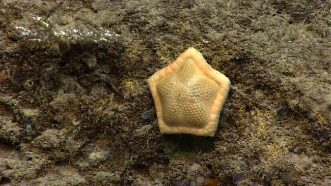 Orange biscuit starfish that appears to be the same species as in image expn3698