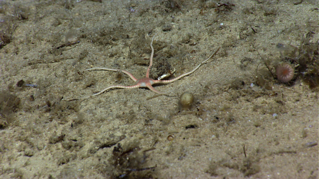 A pinkish red brittle star
