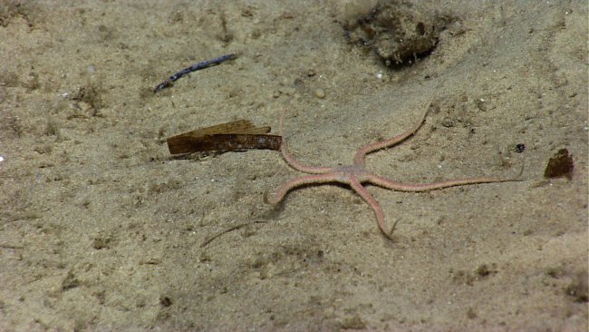 A pinkish red brittlestar appears to be the same species as image expn3713