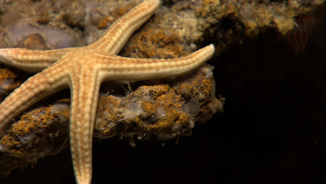 Orange-brown starfish
