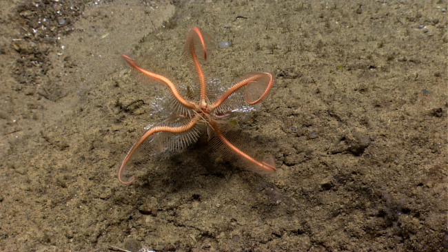 Large orange brittle star wrapped up in small white stylaster coral
