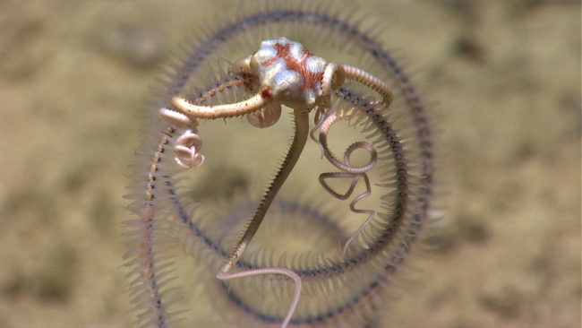 Brittle star on spiral whip black coral