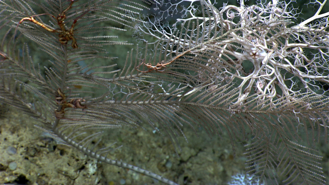Numerous brittle stars and a large white basket star in an octocoral bush