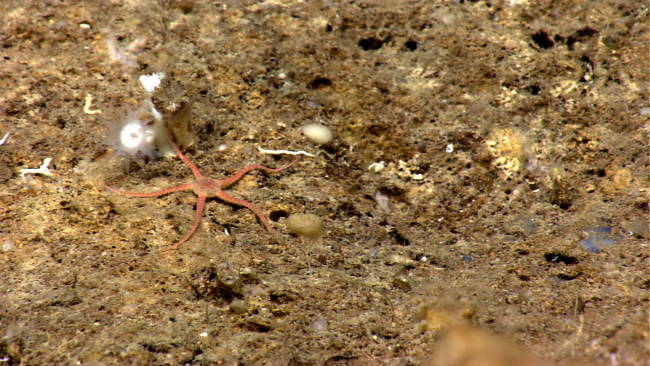 An orange brittle star in close proximity to a white actinian