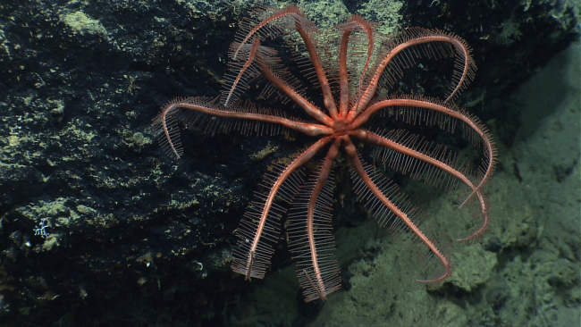 A large red brisingid starfish