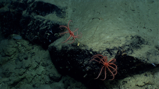 Two brisingid starfish - one on a vertical rock face and other apparentlyclimbing the stalk of a black coral