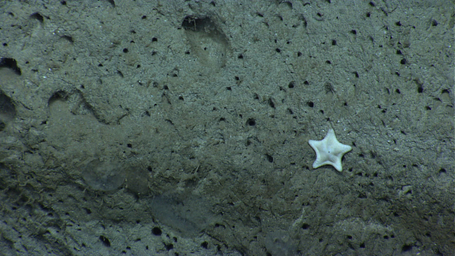 A small white biscuit star on a vertical rock face
