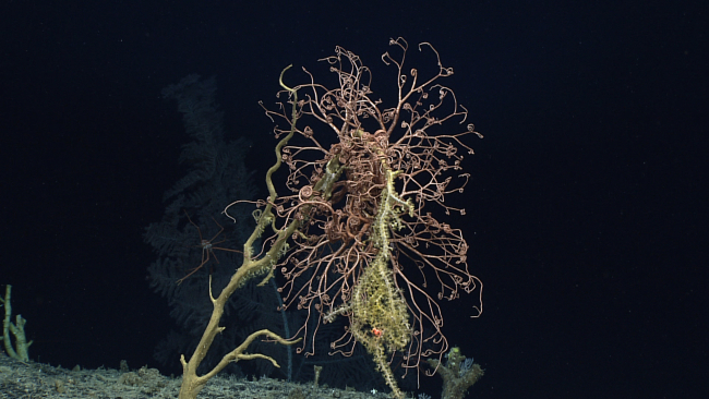 A single, possibly two,  basket star(s) on a dead? coral bush with small yellowoctocorals