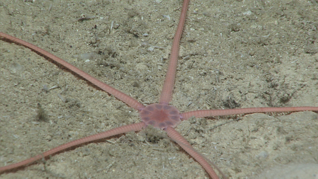 Central disk of large pink brittle star showing ten alternating bands of darkand bright plates on the central disk
