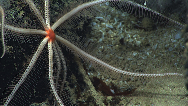 A white nine-legged brisingid starfish with a red central disk