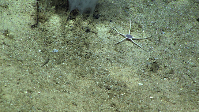 A white brittle star with short arms and a large central disk