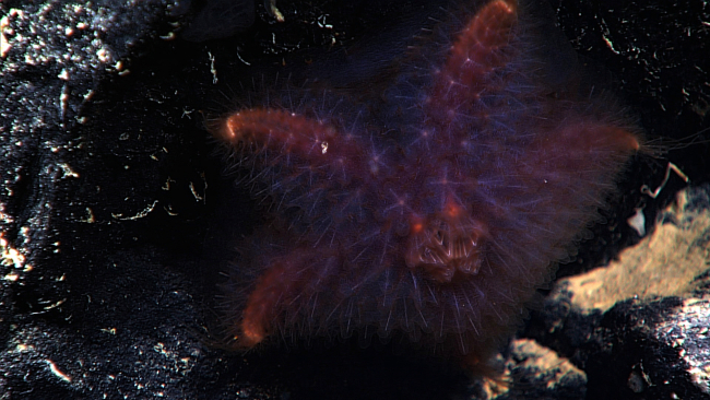 Reddish starfish with needle-like and paddle-like structures covering it