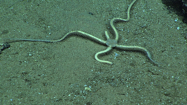 White brittle star with two legs that have recently been partially lost and twolegs whose tip have regenerated
