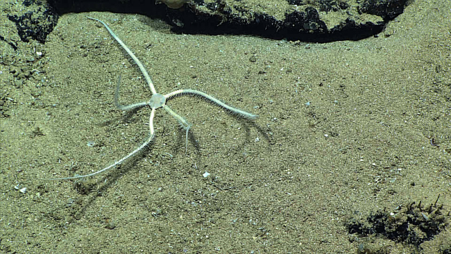 White brittle star of the same species as that seen in image expn3763