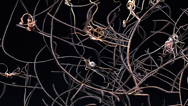 A somewhat demented looking tangle of brittle stars and black whip coral