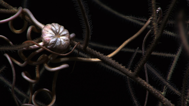 Closeup of brittle star on black coral bush