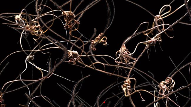 A somewhat demented looking tangle of brittle stars and black whip coral