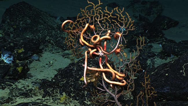 A very large ophiuroid brittle star on a small octocoral bush