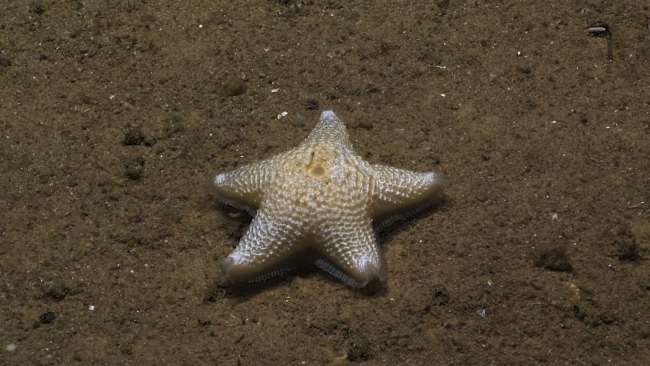 A fatlooking starfish with an odd surface texture