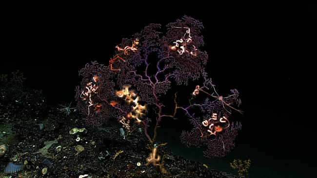 Purple gorgonian octocoral with evenly distributed britte stars, two species ofsquat lobsters, large zoanthids, and anemones