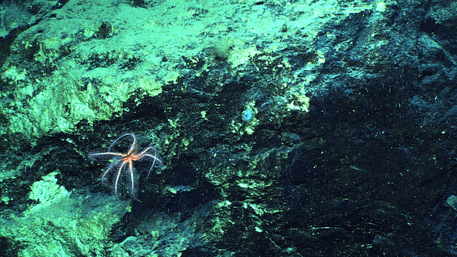 Seven or eight legged brisingid starfish