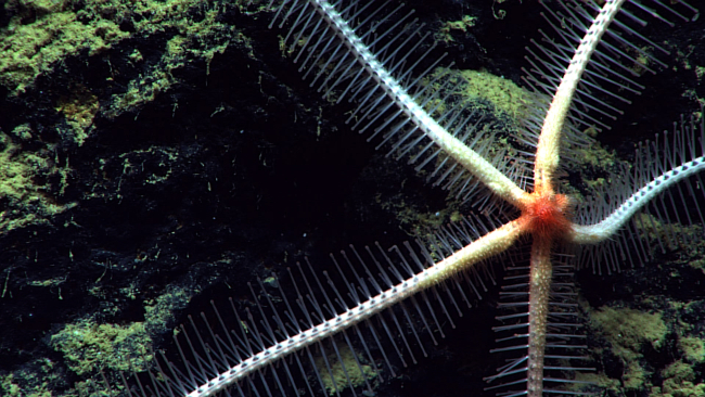 White brisingid starfish with only five legs