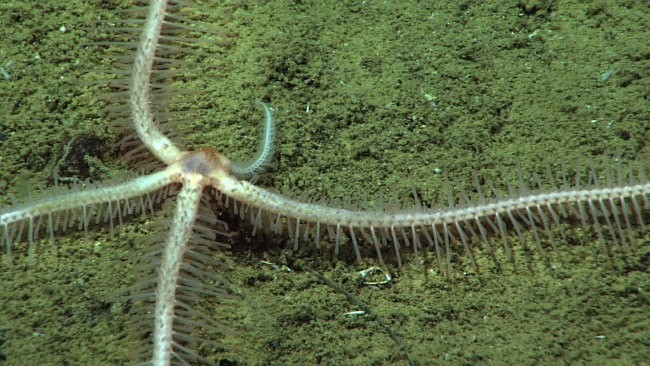 White brittle star regenerating arm